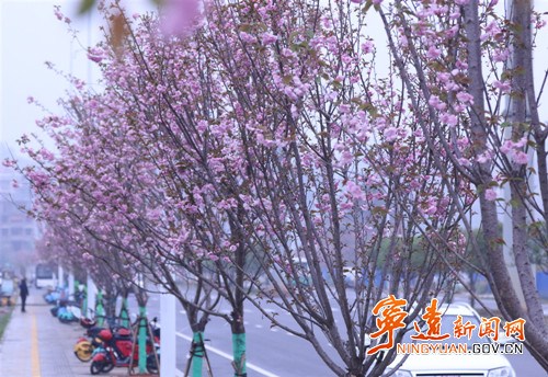 宁远：樱花盛开扮靓城市_副本500.jpg