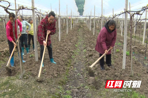 春耕生产丨邵阳绥宁：红提园里管护忙 抢抓农时盼丰收_邵商网