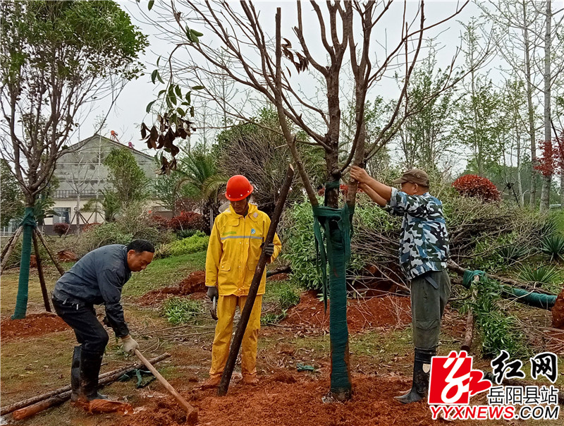 工人将树扶正.jpg