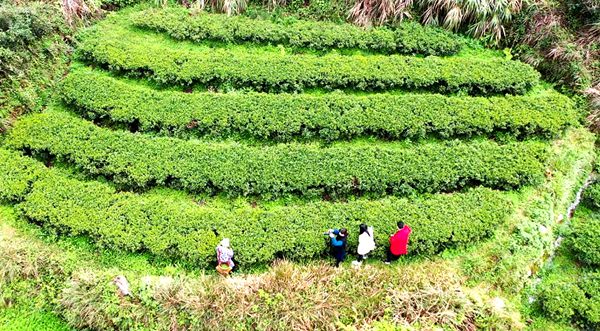 打鼓坪乡：高山野茶吐新芽 又是一年茶香时（图1）_副本.jpg