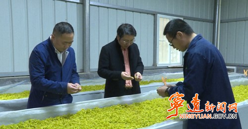 宁远：博士把脉“瑶乡”茶产业  助力产业发展2_副本500.jpg