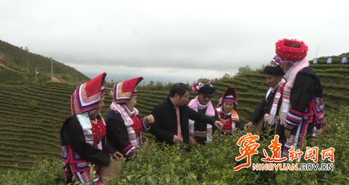 宁远：博士把脉“瑶乡”茶产业  助力产业发展_副本500.jpg