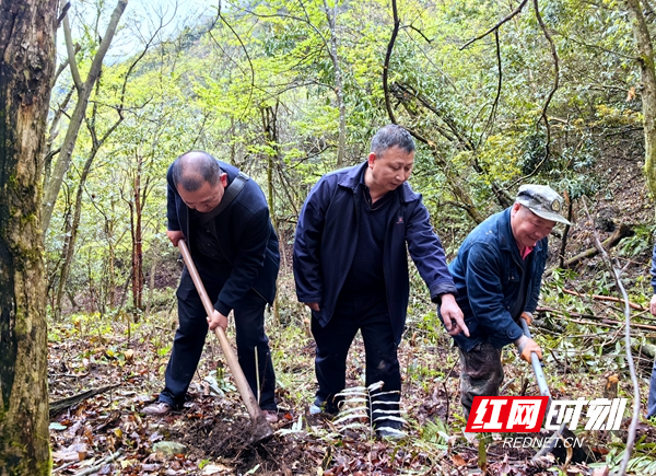 现场指导示范指导如何指导种植钩藤.jpg