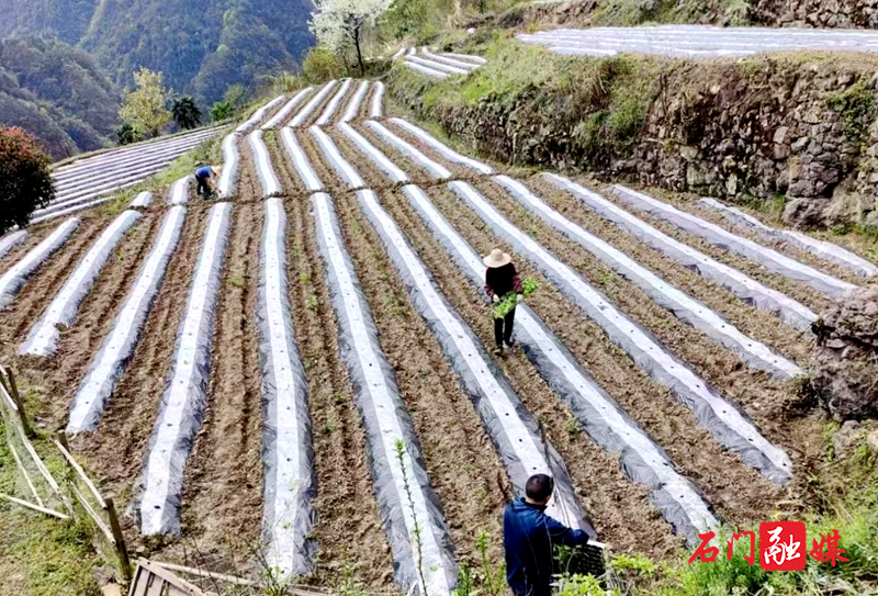 磨市镇：种植大户闹春耕 “钟点工”家门口挣钱1.jpg