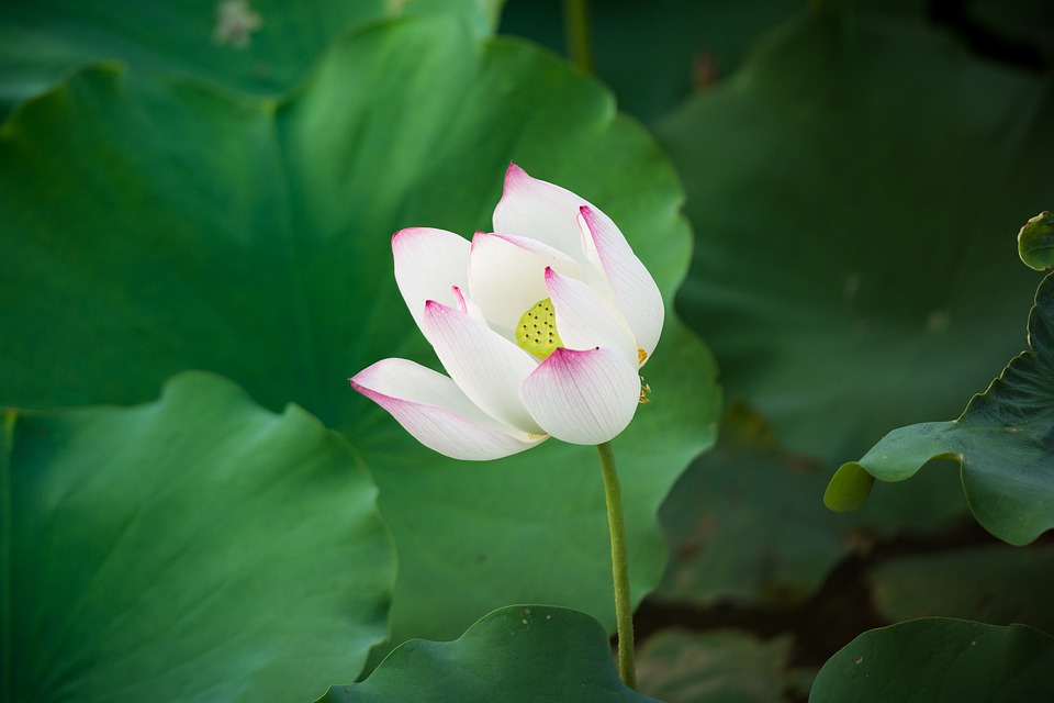 lotus-4223679_960_720.jpg