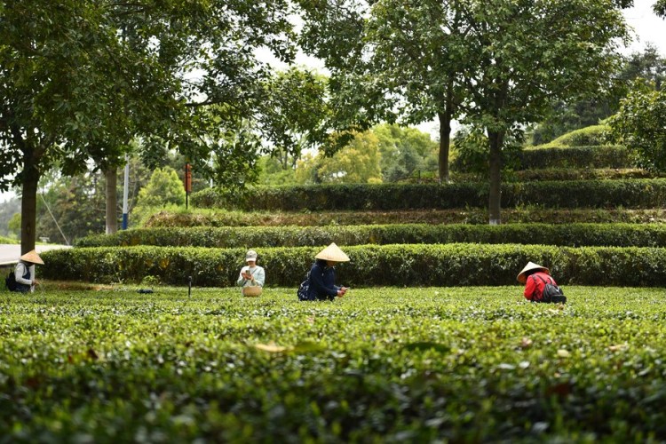 Tourists pick tea leaves at a tea tourism industrial park in Jinjing Town of Changsha County, central China's Hunan Province, April 7, 2023. (Xinhua/Chen Zhenhai)