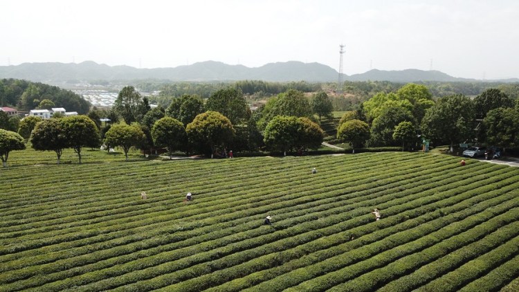 This aerial photo taken on April 7, 2023 shows workers picking tea leaves at a tea tourism industrial park in Jinjing Town of Changsha County, central China's Hunan Province. (Xinhua/Chen Zhenhai)