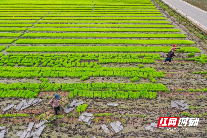 农机上阵 早稻下田 (7).jpg