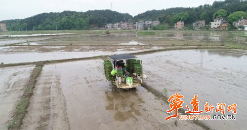 宁远：水稻机械化插秧 助力水稻生产“加速度”_副本500.jpg