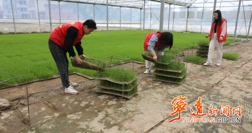 宁远：水稻机械化插秧 助力水稻生产“加速度”2_副本500.jpg