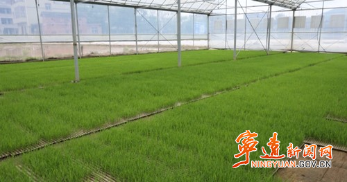 宁远：水稻机械化插秧 助力水稻生产“加速度”4_副本500.jpg