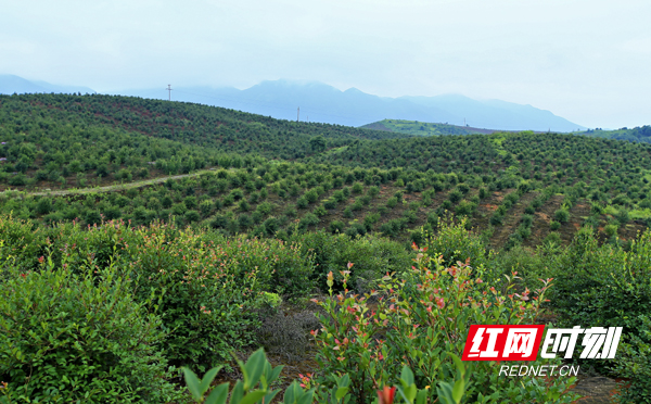 顾君油茶基地 蒋盛文摄.jpg