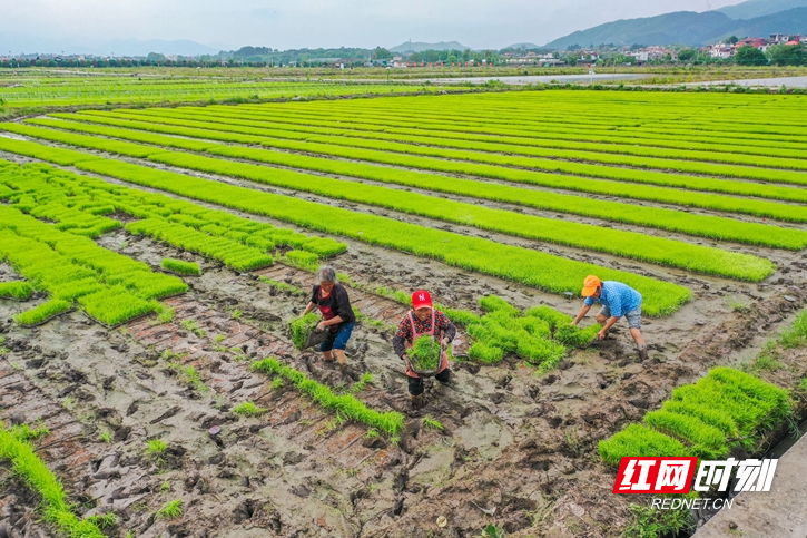 2023年4月12日，湖南省永州市蓝山县塔峰镇八甲村，农民在田间起秧盘。.jpg