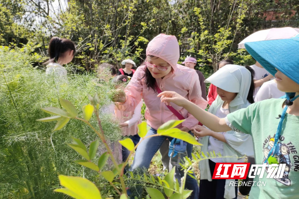 亲子近距离观察中草药植物.png