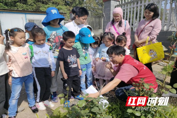 志愿者老师讲解中草药植物.png