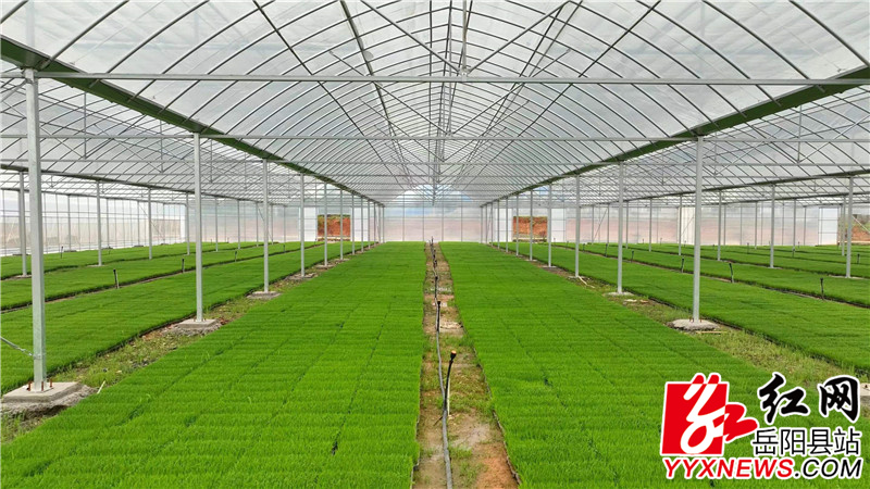 育秧大棚 (2).jpg