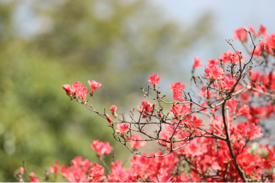衡山：四月芳菲 翠鹫峰峦杜鹃正当红(2)91.png