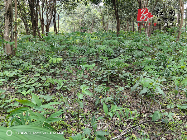 图片1.png 图片1.png