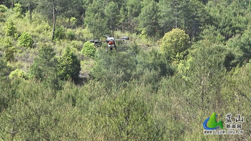 我县防治马尾松毛虫 保护森林生态安全2.jpg