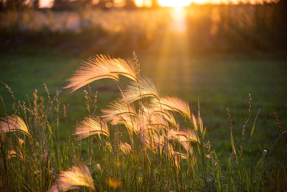 sunset-4724838_960_720.jpg sunset-4724838_960_720.jpg