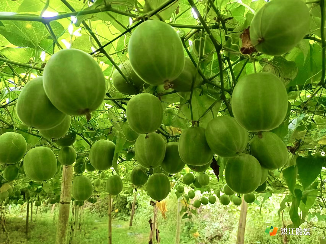 茅渡乡6.png