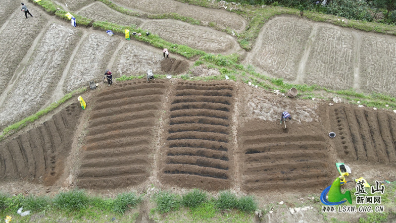 我县抢抓农时节令 种下美好“姜”来1.jpg