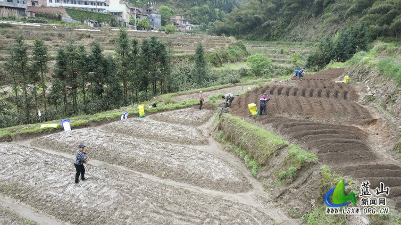 我县抢抓农时节令 种下美好“姜”来3.jpg