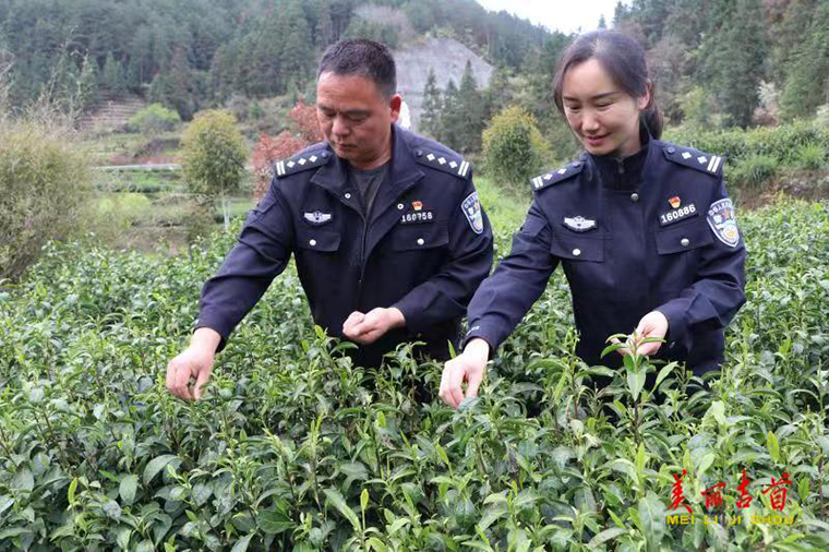 春日暖阳党旗飘 志愿助农采茶忙1.jpg