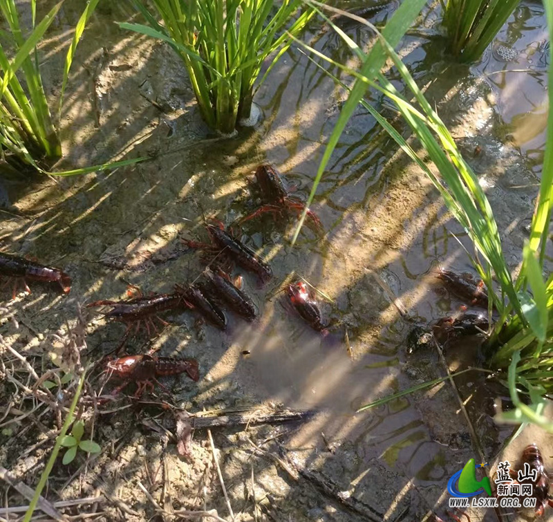 蓝山：创稻渔种养新模式 促乡村振兴新“丰”景.jpg