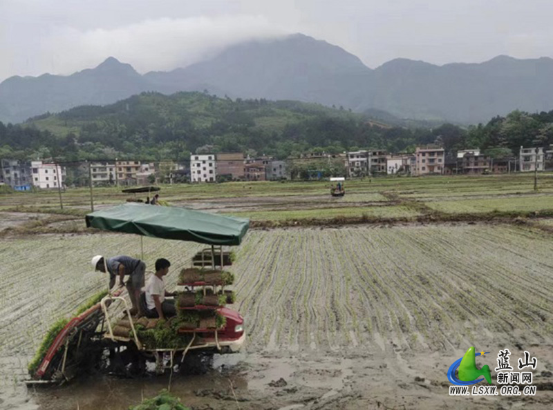 蓝山:不负春耕好时节 早稻插秧进行时.jpg 蓝山:不负春耕好时节 早稻插秧进行时.jpg