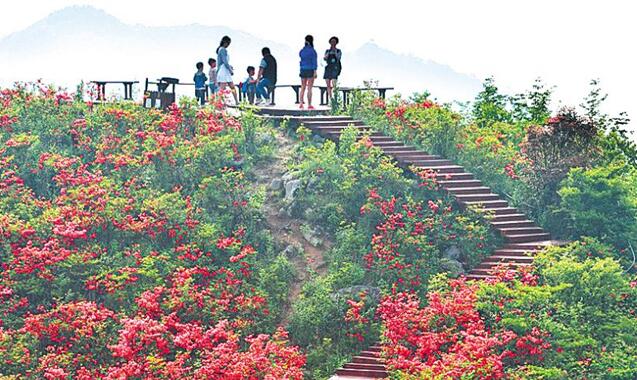 15th Dawei Mountain Azalea Festival to Kick off on April 26