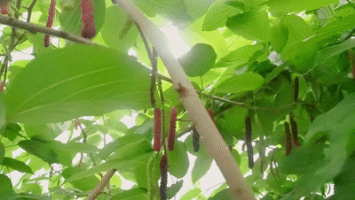动图欢欢收.gif