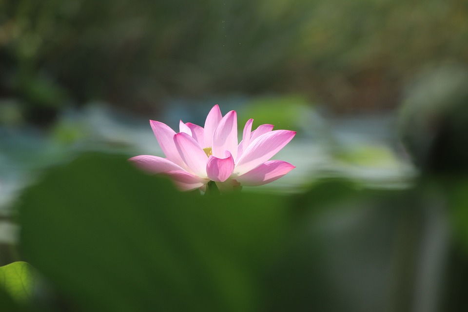 lotus-6070121_960_720.jpg