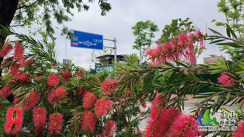 美丽蓝山:层层垂枝挂红菱 朵朵花开吐芳华2.jpg 美丽蓝山:层层垂枝挂红菱 朵朵花开吐芳华2.jpg