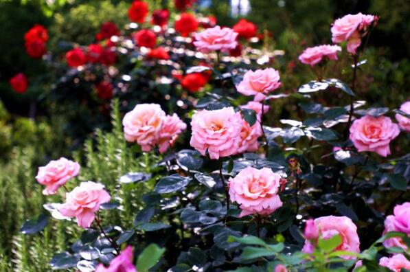 Eight types of roses in full bloom in Hunan Botanical Garden