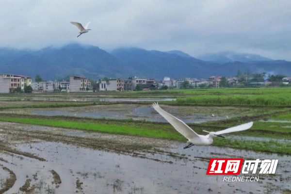 城步：白鹭舞田间美景入画来2.jpg