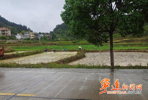宁远：早稻移栽忙 农田染新绿2_副本500.jpg