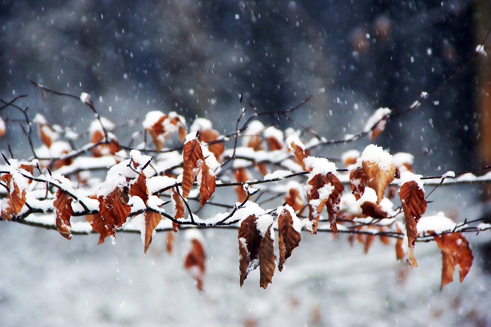 winter-3415387_960_720.jpg