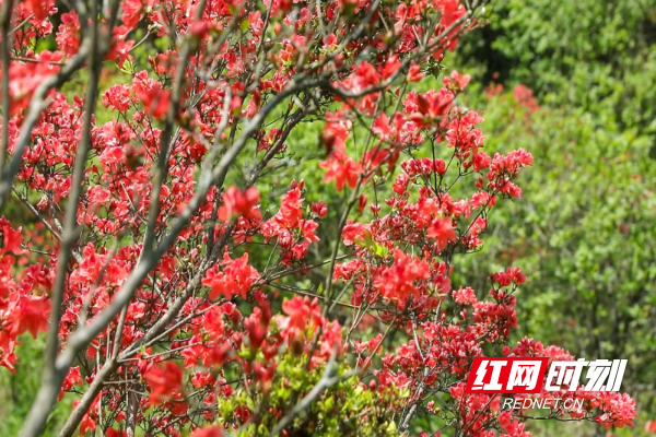 城步：一路山花不负春 千亩映山红次第开4.jpg