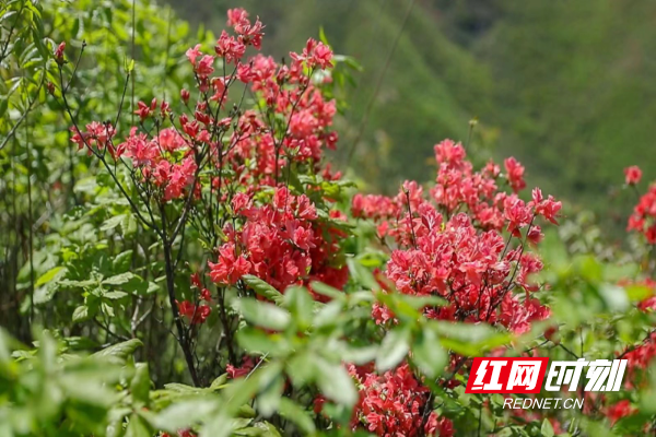 城步：一路山花不负春 千亩映山红次第开6.jpg