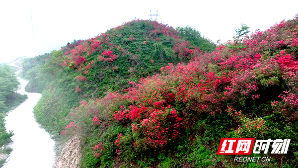 新邵：百里龙山杜鹃红遍 宝藏胜景“火热”迎宾_邵商网