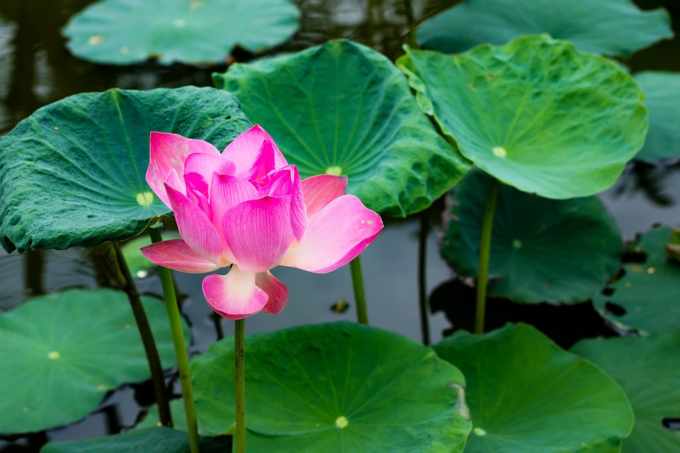 flower-1523341_960_720.jpg
