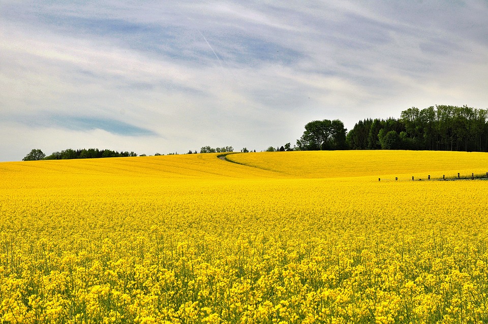 nature-3372553_960_720.jpg