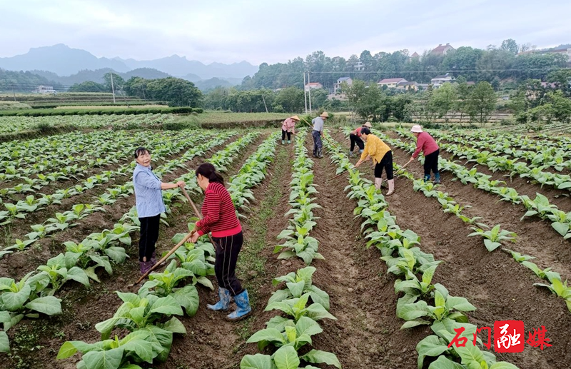 子良镇：烟叶培土正当时 中耕管理促提质1.jpg