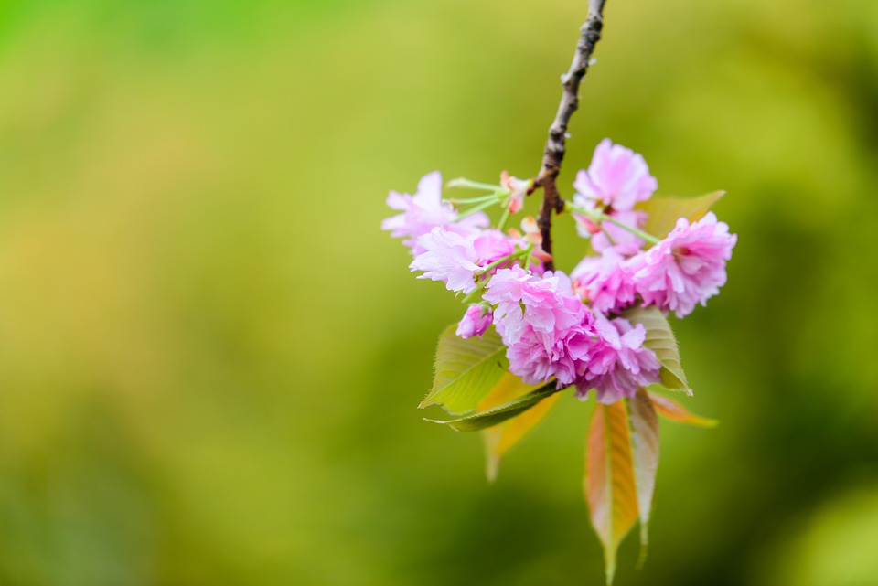 cherry-blossom-7542743_960_720.jpg
