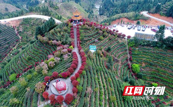 清泉万亩茶叶观光园 邓仁湘摄影_副本.jpg