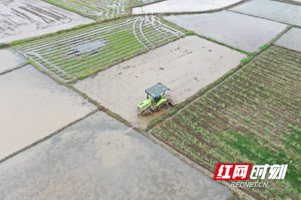 湖南道县：“油稻稻”轮作 助农民增收（组图）