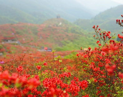 杜鹃正当红