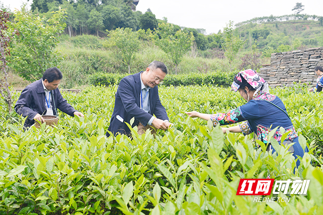 印尼《一带一路报》社长曾惠阳采摘碣滩茶。贺子平 摄.jpg