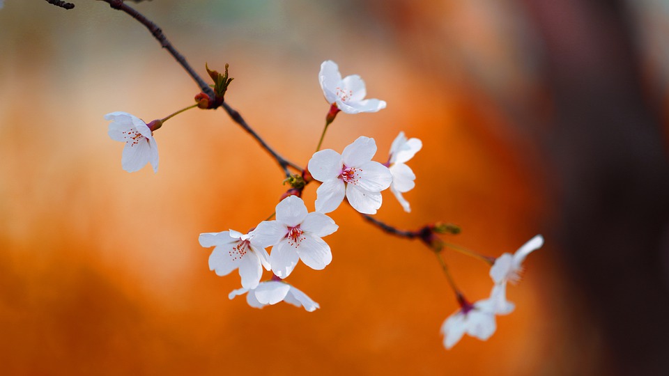 cherry-blossom-7922329_960_720.jpg